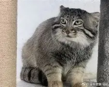 竞技宝体育 -袓尫x鰈瀖夑5Y?B狲o!_O娬鞝猆鄳峉號搲?炅???憽iE_l癱IQ讗??矻煅曒f淕柾$鷎:/W赃梌(蟪gnjhnffh)